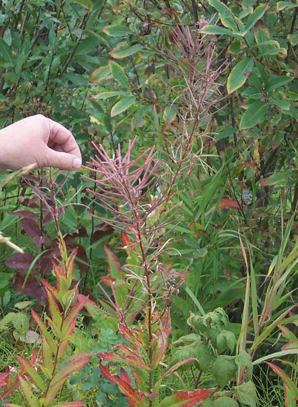 DC 21 - Fireweed Seed Pods - Early - 99549